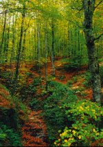 Beispiele für ökologischen Waldumbau / Ergebnisbroschüre: Download bei: zukunftwald.de