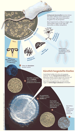 Infografik "künstliche Eizellen" [DIE ZEIT]