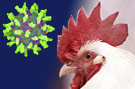 Dossier zur Vogelgrippe bei Lehrer-Online
