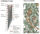 Vielfältiger Vogelgrippe-Virus: Infografik in: ZEIT 4/06, S.36