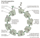 Virus-Vermehrungszyklus: Infografik in: ZEIT 4/06, S.36