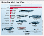Infografik: Bedrohte Welt der Wale; Großansicht [FR]