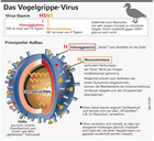 Infografik: Das Vogelgrippe-Virus; Großansicht [FR]