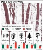 Infografik: Waldschäden 2005; Großansicht [FR]