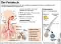 Feinstaub / Globus Infografik 10855 vom 03.03.2016